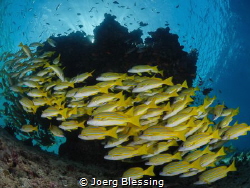 Bluestriped snappers by Joerg Blessing 